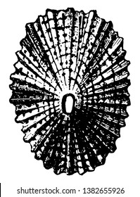 Shell of Keyhole Limpet is a freshwater snail, vintage line drawing or engraving illustration.