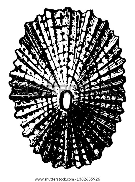 Shell of Keyhole Limpet is a\
freshwater snail, vintage line drawing or engraving\
illustration.