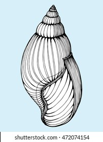 Shell. Line art. Black and white drawing by hand. Decorative. 