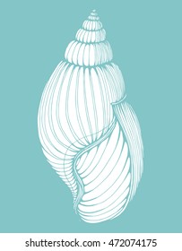 Shell. Line art. Black and white drawing by hand. Decorative. 