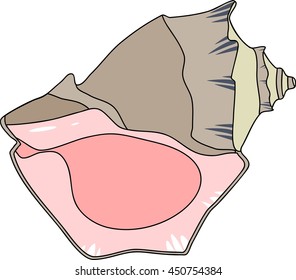 shell mollusk Rapana
