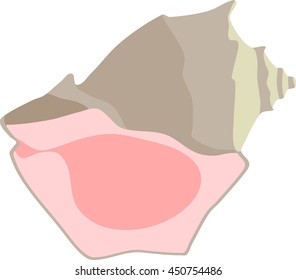 shell mollusk Rapana
