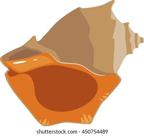 shell mollusk Rapana
