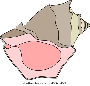 shell mollusk Rapana
