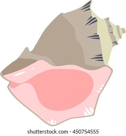 shell mollusk Rapana

