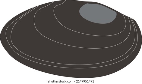 Shell of mussel mollusk isolated on white background