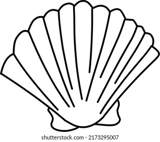 shell on a white background