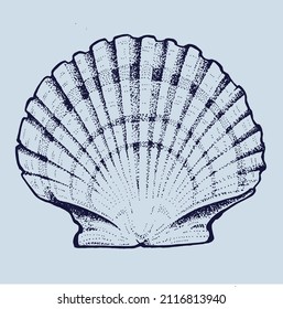 Shell Saint Jacques Vector Style Vintage