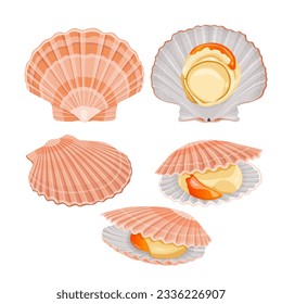  shell scallop isolated on white background. Vector illustration