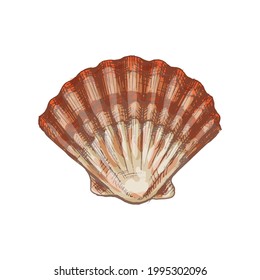 Shell scallop. Vintage hatching color illustration isolated on white background. Hand drawn design in a graphic ink style.
