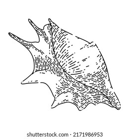 Shell Sea Hand Drawn Vector. Marine Seashell, Beach Snail, Ocean Conch, Clam Animal, Water Shell Sea Sketch. Isolated Black Illustration