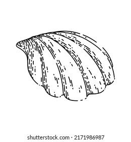 shell sea hand drawn vector. marine seashell, beach snail, ocean conch, clam animal, water scalop shell sketch. isolated black illustration