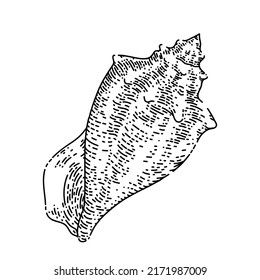 Shell Sea Hand Drawn Vector. Marine Seashell, Beach Snail, Ocean Conch, Clam, Water Scalop Shell Sea Sketch. Isolated Black Illustration