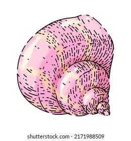 shell sea hand drawn vector. marine seashell, beach snail, ocean conch, clam animal, scalop shell sea sketch. isolated color illustration