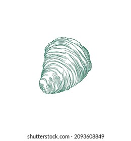 Shell of sea mollusk or snail, hand drawn engraved thin line vector illustration isolated on white background. Monochrome undersea world seashell or conch.