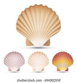 Shell Seashell Scallop Set Vektor. Exotische Souvenir-Scallops-Shell einzeln auf weißer Hintergrund-Illustration