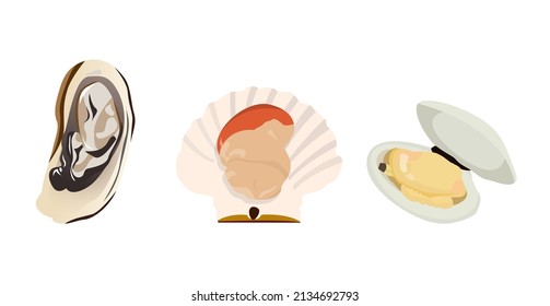 shell set including oyster, scallop and clam