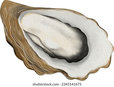shell shellfish oyster food seafood 
