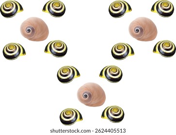 shell and shellfish in the sea