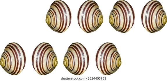 shell and shellfish in the sea