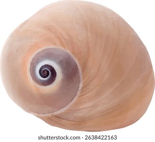 shell and shellfish in the sea10