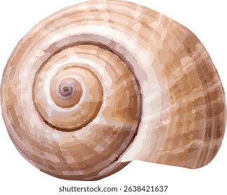 shell and shellfish in the sea11