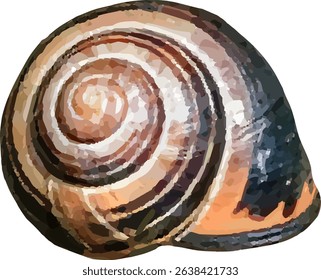shell and shellfish in the sea12
