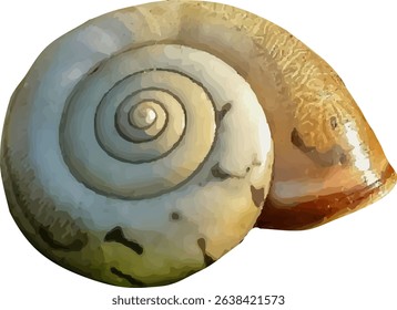 shell and shellfish in the sea13