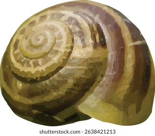 shell and shellfish in the sea17
