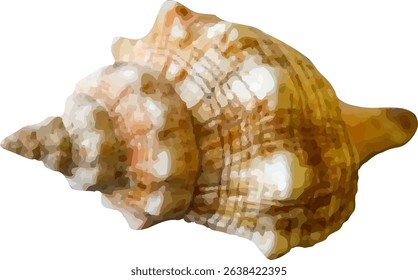 shell and shellfish in the sea4