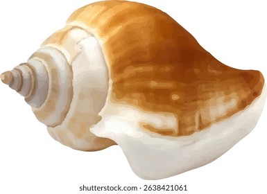 shell and shellfish in the sea5