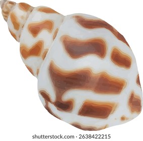 shell and shellfish in the sea8