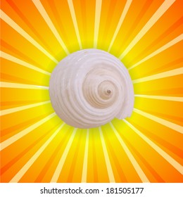 shell shining. Vector 