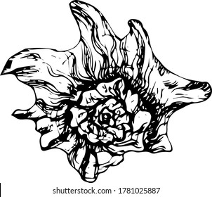 Shell sketch in vintage style. Vector icon. Vector sketch. Sea ocean.