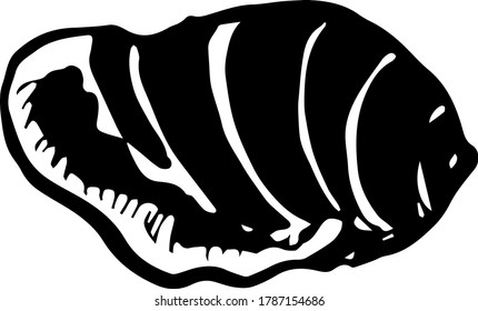 Esbozo de shell en estilo vintage. Icono del vector. Esbozo vectorial. El océano marino.