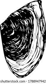 Shell sketch in vintage style. Vector icon. Vector sketch. Sea ocean.