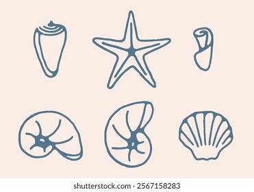 Shell and starfish illustration on the beach