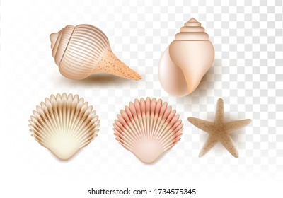 shell and starfish set element summer element for sale promotion,element shopping,summer promo,holidays on the beach,web banner template background vector 3D style