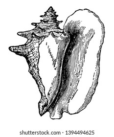 Shell de Strombus Gigas perteneciente a la línea vintage de mar ecuatorial, dibujo o ilustración de grabado.