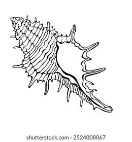 Shell.  Unique hand drawn vector illustration,  isolated  element on white background. Outline drawing. Perfect for decoration, invitation, card, menu, print, poster and as a design element.