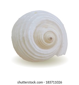 shell. Vector 