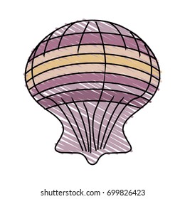 shell vector illustration