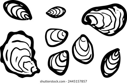 Shell vector illustrations on a white background. Beach and summer elements.	