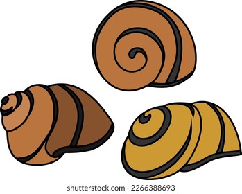 Shell of White-lipped snail (Cepaea hortensis)
