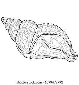 
Shell.Coloring book antistress for children and adults. Illustration isolated on white background.Zen-tangle style. Black and white drawing