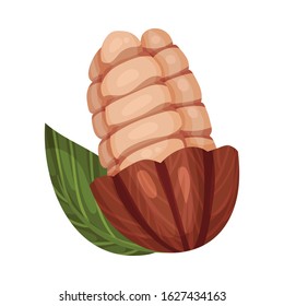 Shelled Cocoa Pod with Beans Inside Realistic Vector Illustration