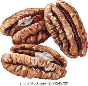 Shelled pecans watercolor hand painted. Delicious nuts isolated on white background