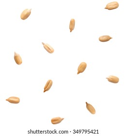 Shelled sunflower seeds vector seamless pattern. Realistic hulled seeds isolated on white background.