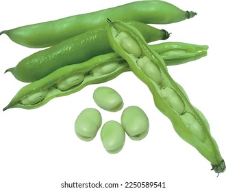Shelled and unshelled Broad Beans vector full tone