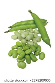 Shelled and unshelled Broad Beans vector full tone with white background